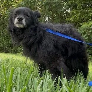 A senior small-sized male Black Mixed Breed dog named Carter for adoption in Jeffersonville, IN