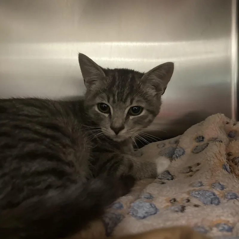 A baby small-sized male Gray / Blue / Silver Domestic Short Hair cat named Percy for adoption in Chesapeake, VA