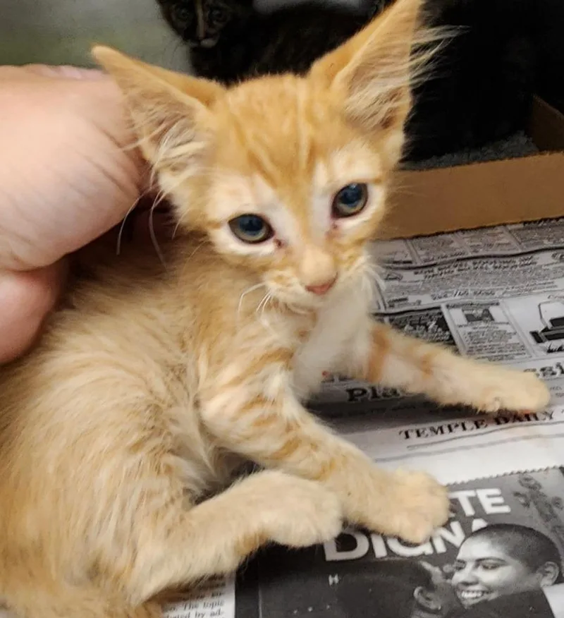 A baby medium-sized male Domestic Short Hair cat named Moore for adoption in Belton, TX