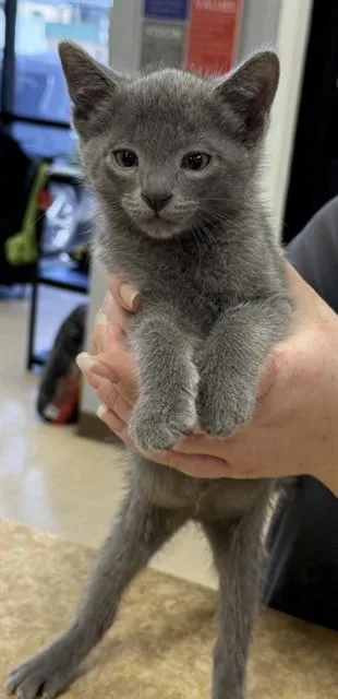 A baby small-sized female Domestic Short Hair cat named Chacha for adoption in Killeen, TX