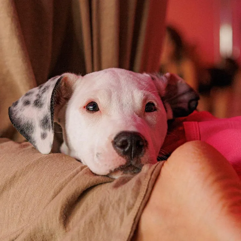 A young medium-sized female Boxer dog named Nana for adoption in Medford, NY