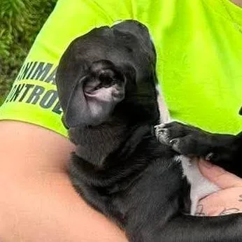 A baby small-sized female Black Pit Bull Terrier dog named Harper for adoption in Shinnston, WV