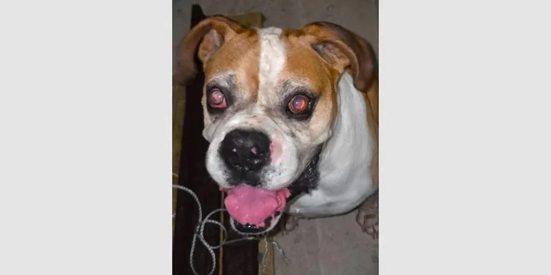 A senior medium-sized male Boxer dog named Bo Ii for adoption in Hewitt, TX