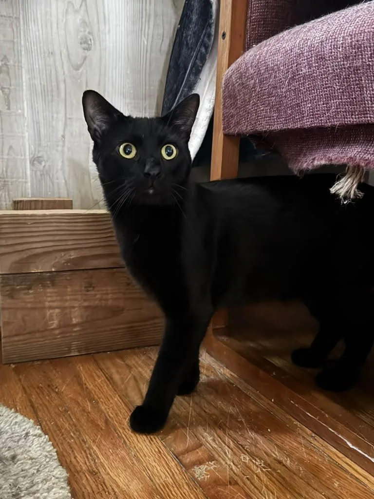 A young medium-sized male Black Domestic Short Hair cat named Allen for adoption in Oak Forest, IL
