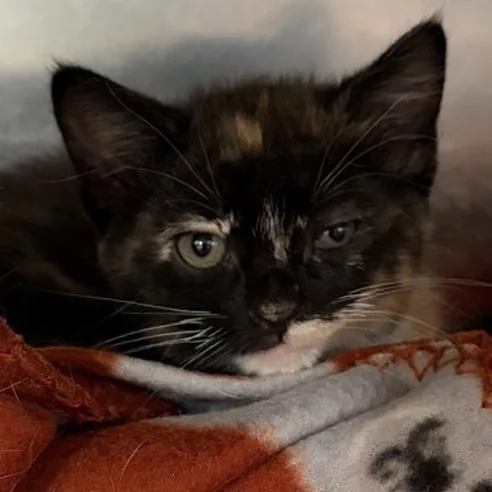 A baby small-sized female Domestic Short Hair cat named Bailey for adoption in New York, NY