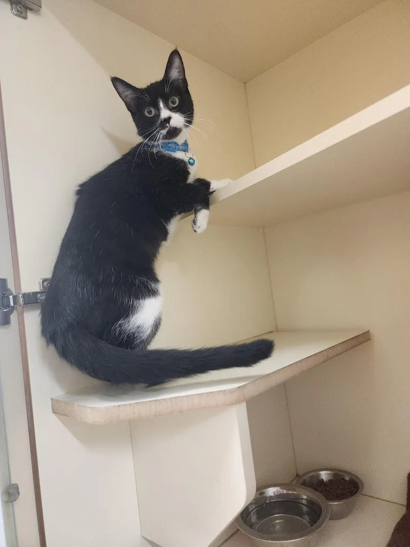 A young medium-sized female Domestic Short Hair cat named B for adoption in Ridgecrest, CA