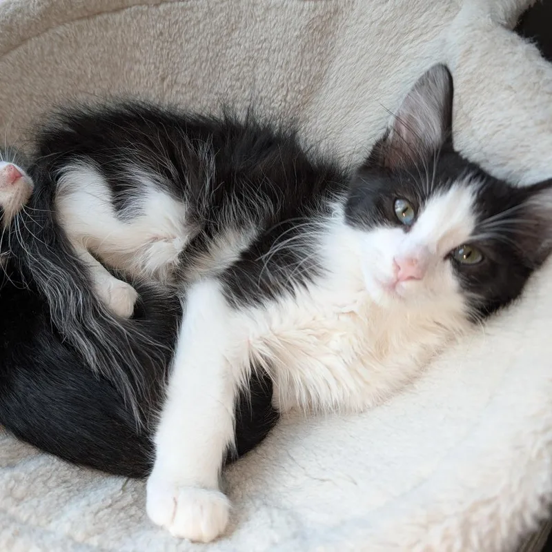 A baby small-sized male Black Domestic Medium Hair cat named Polaris for adoption in Santa Rosa, CA