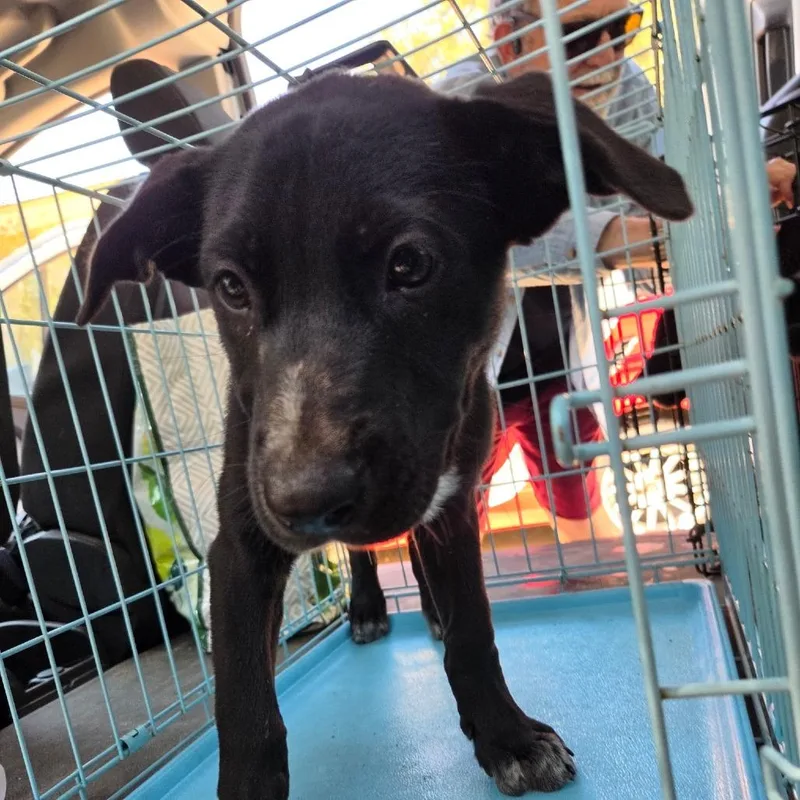 A baby small-sized male Black Mixed Breed dog named Brutus for adoption in Leander, TX