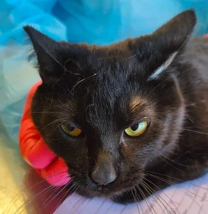 An adult medium-sized male Domestic Short Hair cat named Olympia for adoption in Lafayette, IN