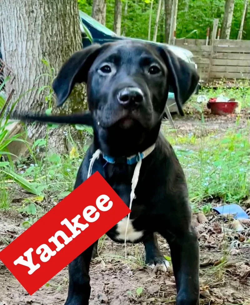 Yankee thumbnail 3