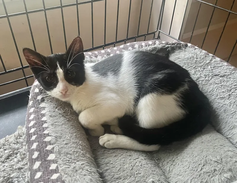 A baby small-sized female Black & White / Tuxedo Domestic Short Hair cat named Taylor for adoption in Troy, NY