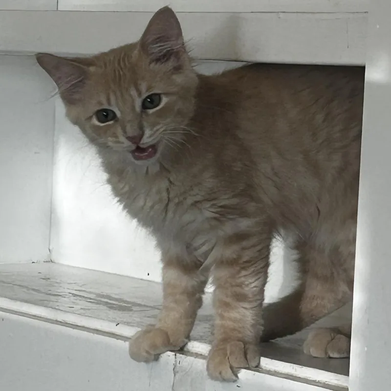 A baby small-sized male Buff / Tan / Fawn Domestic Medium Hair cat named C Wyvern for adoption in Franklin, PA