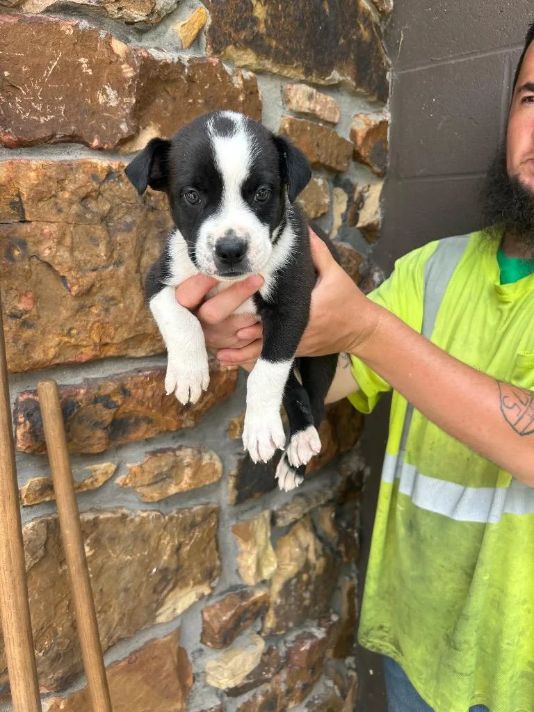 A baby medium-sized male Pit Bull Terrier dog named Patrick for adoption in Russellville, KY