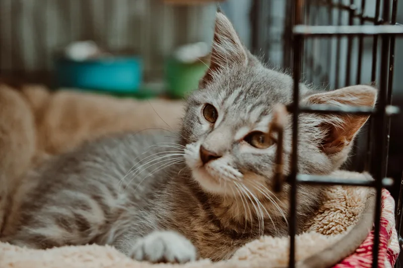A baby medium-sized female Tabby (Gray / Blue / Silver) Domestic Short Hair cat named Chai for adoption in Le Mars, IA
