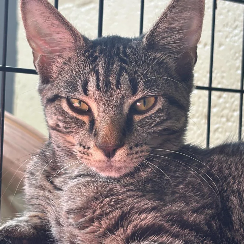 A young medium-sized male Black Domestic Short Hair cat named Sid for adoption in Huntington, WV