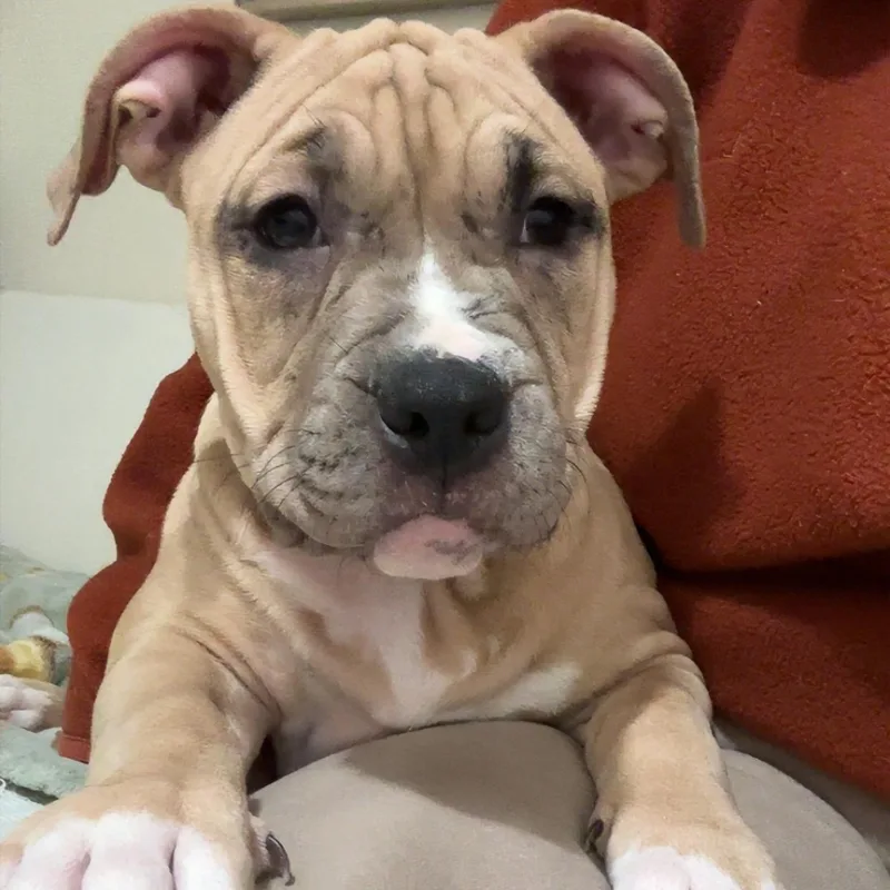 Cindy Lou thumbnail 2