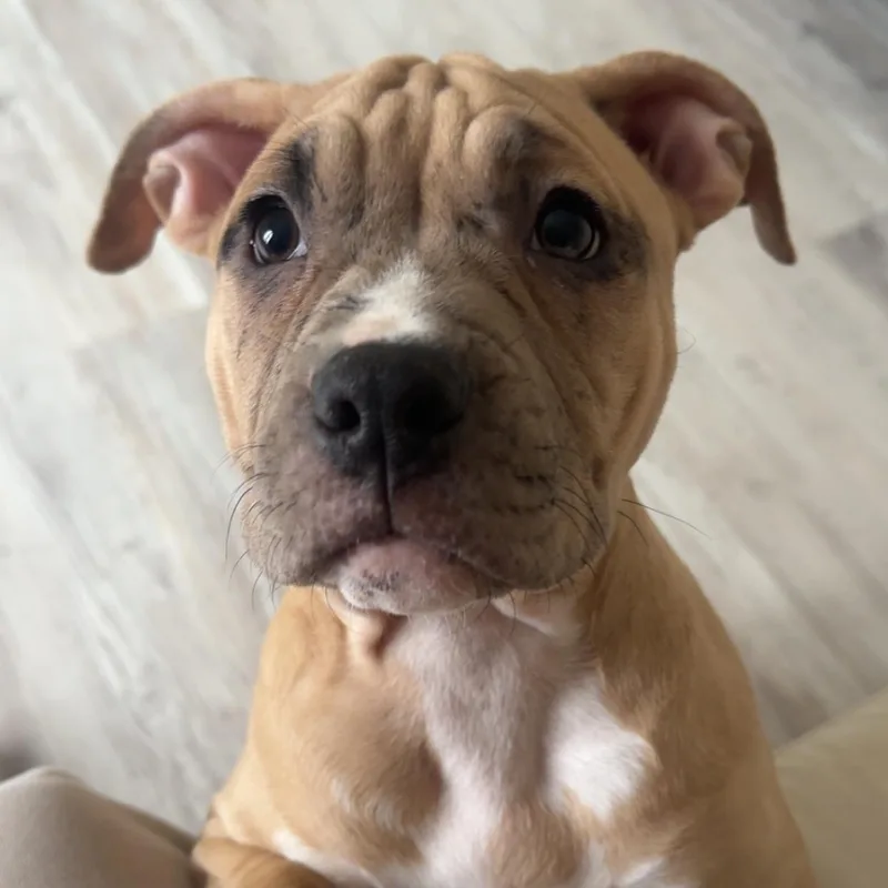 Cindy Lou thumbnail 3