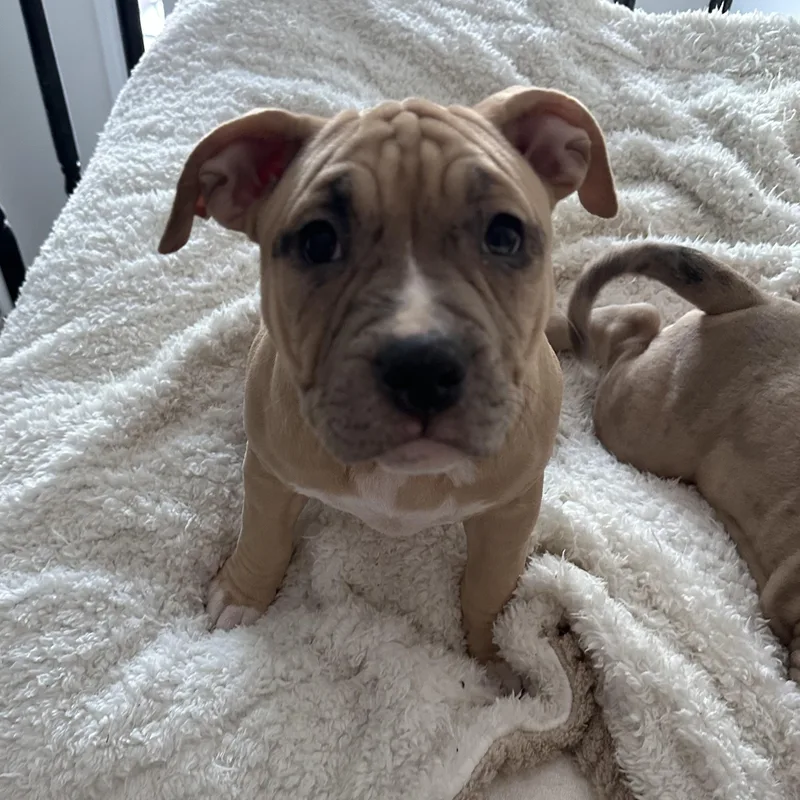 Cindy Lou thumbnail 4