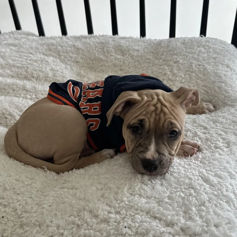 Cindy Lou thumbnail 5