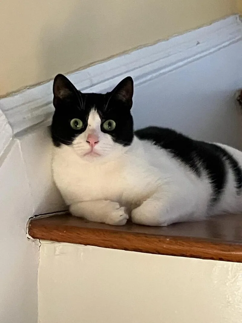 An adult large-sized female American Shorthair cat named Jack  Joy & for adoption in Hasbrouck Heights, NJ