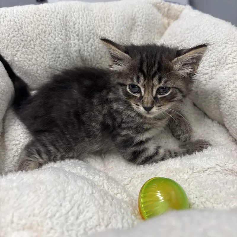 A baby small-sized male Brown / Chocolate Domestic Short Hair cat named Almond Joy for adoption in Springtown, TX