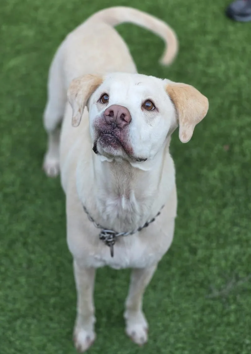 An adult large-sized male Labrador Retriever dog named Shadow for adoption in Southlake, TX