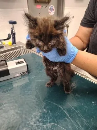 A baby small-sized female Domestic Long Hair cat named Twinkle for adoption in Gastonia, NC