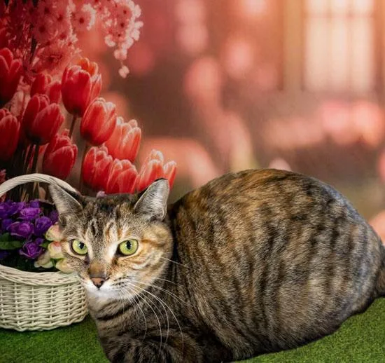 An adult medium-sized female Torbie Domestic Short Hair cat named Alice for adoption in Lapeer, MI