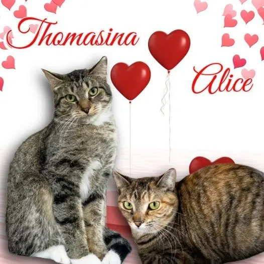 Alice thumbnail 2