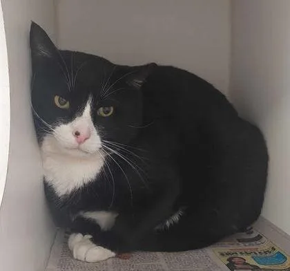 Freckles thumbnail 2