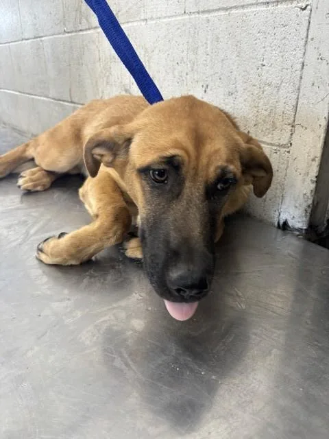 A young small-sized female German Shepherd Dog dog named Lucy for adoption in San Bernardino, CA