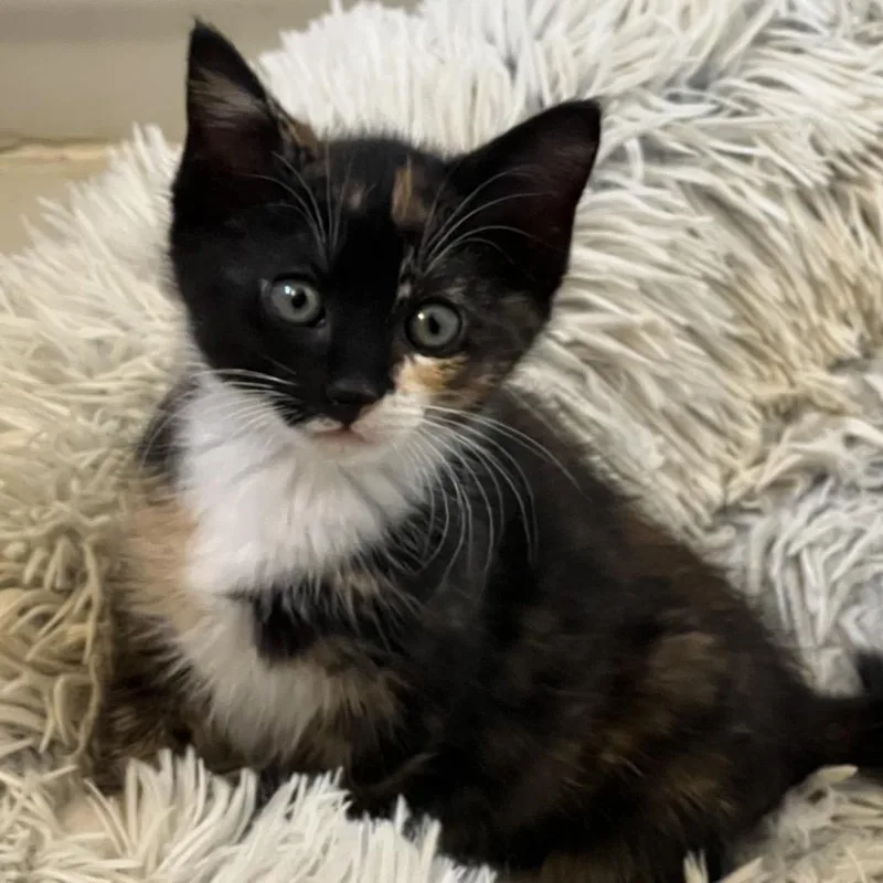 A baby small-sized female Tortoiseshell Domestic Medium Hair cat named Katia  Chino Hills for adoption in Chino Hills, CA