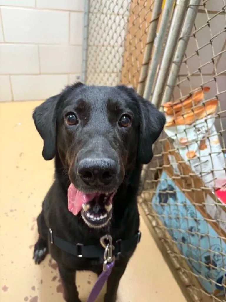 An adult medium-sized female Labrador Retriever dog named Quinn for adoption in Hamilton, OH