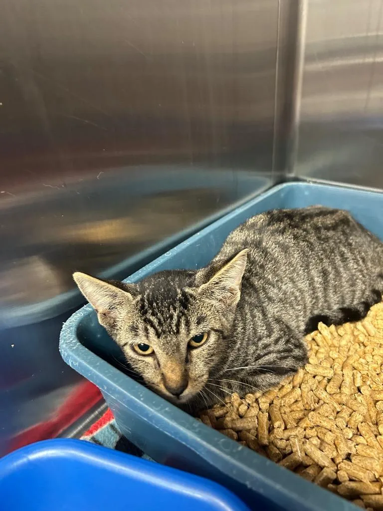 A baby small-sized male Domestic Short Hair cat named Wiggle for adoption in Gautier, MS