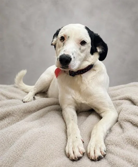 A young medium-sized female Labrador Retriever dog named Baby Skully for adoption in Cookeville, TN