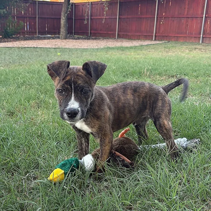 A baby small-sized male Brindle Labrador Retriever dog named Joe for adoption in Austin, TX