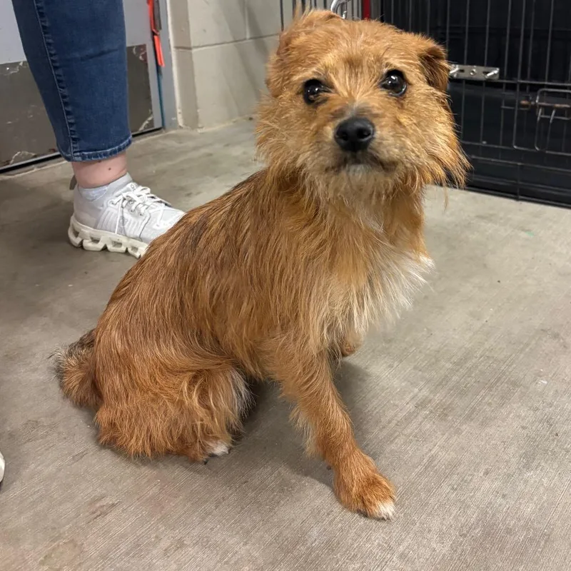 An adult small-sized female Brown / Chocolate Terrier dog named June Bug for adoption in Marshalltown, IA