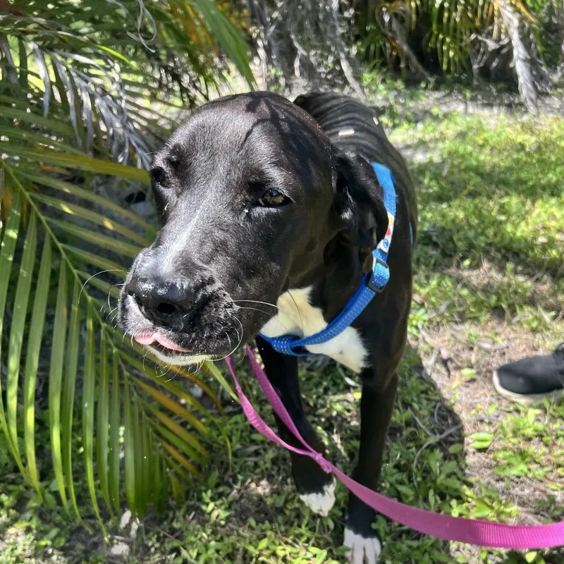 A young medium-sized female Black German Shorthaired Pointer dog named Tillie for adoption in Hobe Sound, FL