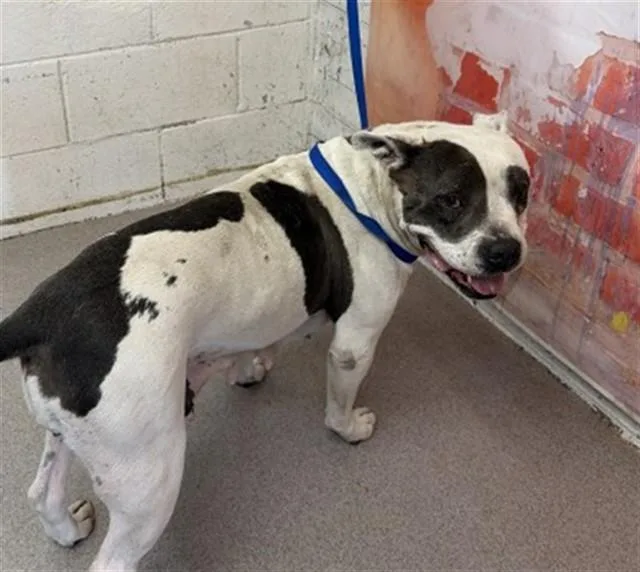 An adult medium-sized female Pit Bull Terrier dog named Vacita for adoption in San Bernardino, CA
