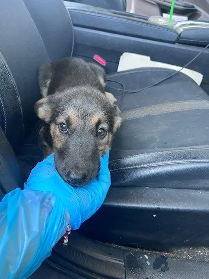 A baby small-sized male German Shepherd Dog dog named Applejack for adoption in Fresno, CA