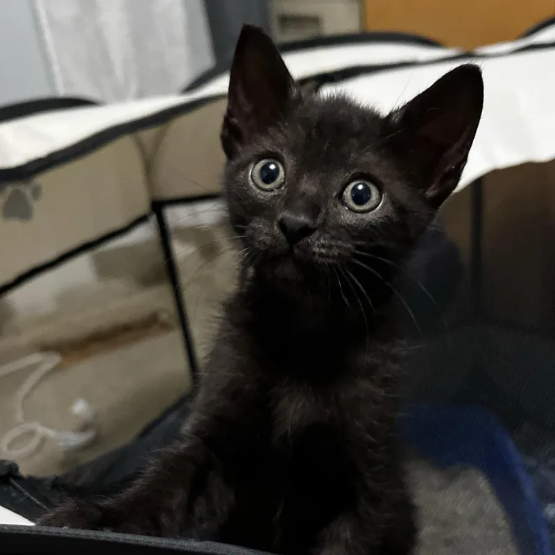 A baby small-sized male Black Domestic Short Hair cat named Frick In Lutherville for adoption in Alexandria, VA