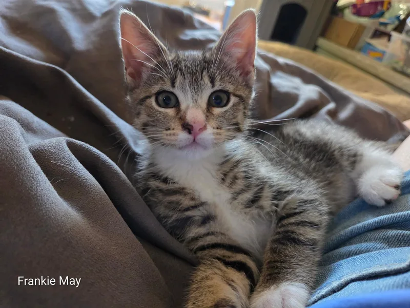 A young medium-sized male Tabby (Gray / Blue / Silver) Domestic Short Hair cat named Frankie Mae for adoption in Philadelphia, PA