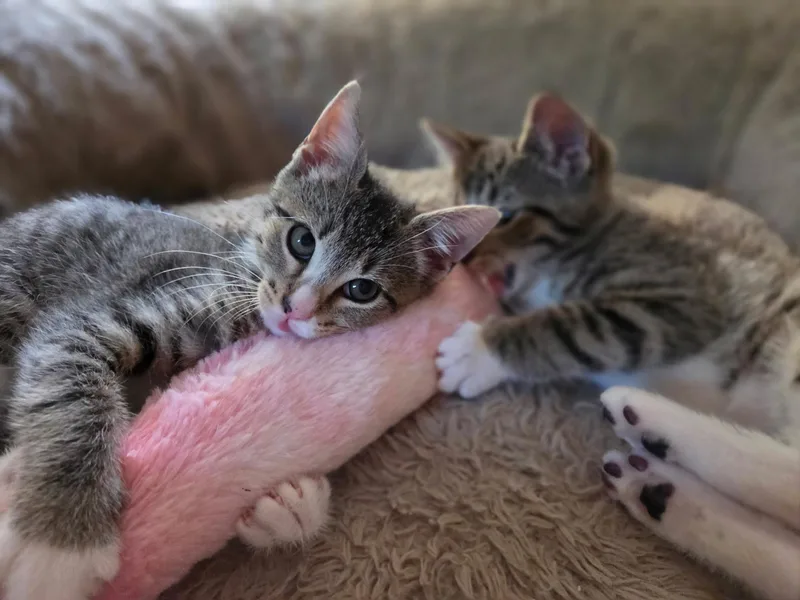 Frankie Mae thumbnail 5