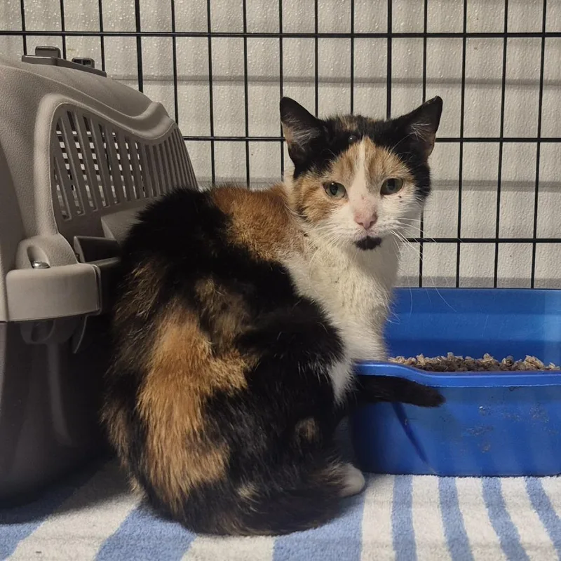 A young small-sized female Calico Domestic Short Hair cat named Babette for adoption in Newark, NJ