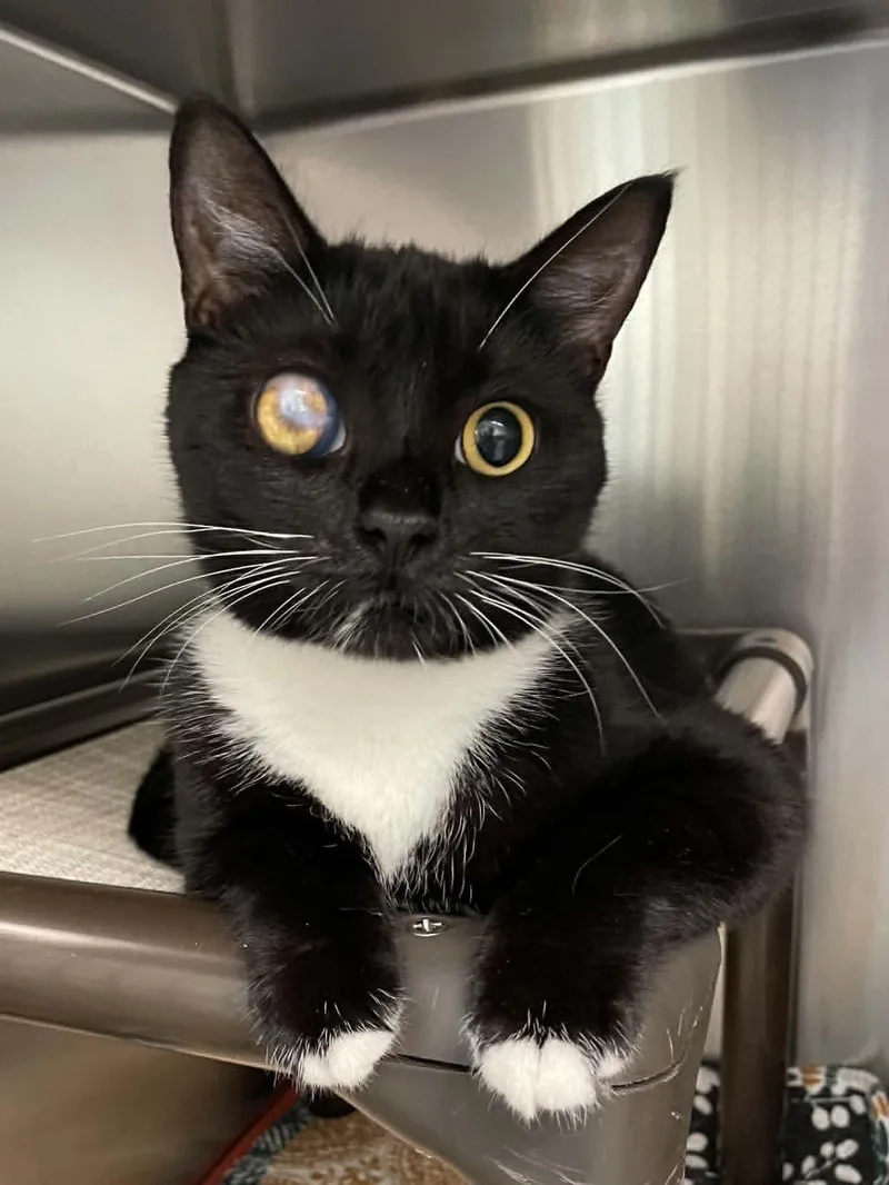 An adult medium-sized female Black & White / Tuxedo Domestic Short Hair cat named Layla for adoption in Covington, VA