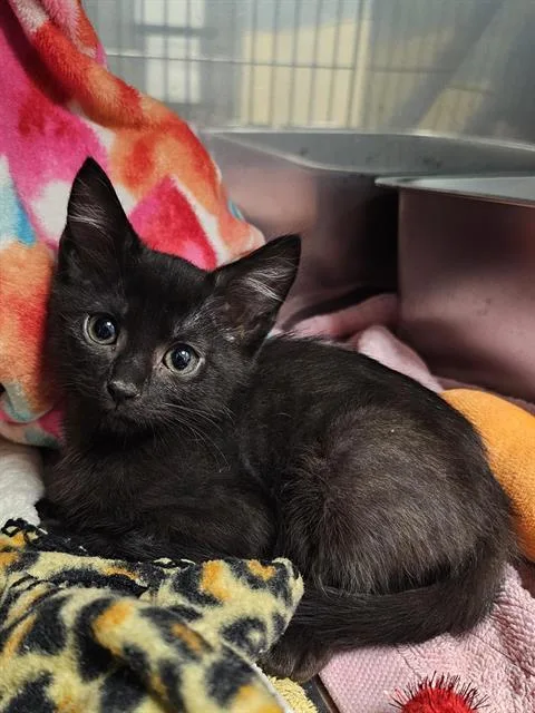 A baby medium-sized female Black Domestic Short Hair cat named Coral for adoption in Clyde, NC