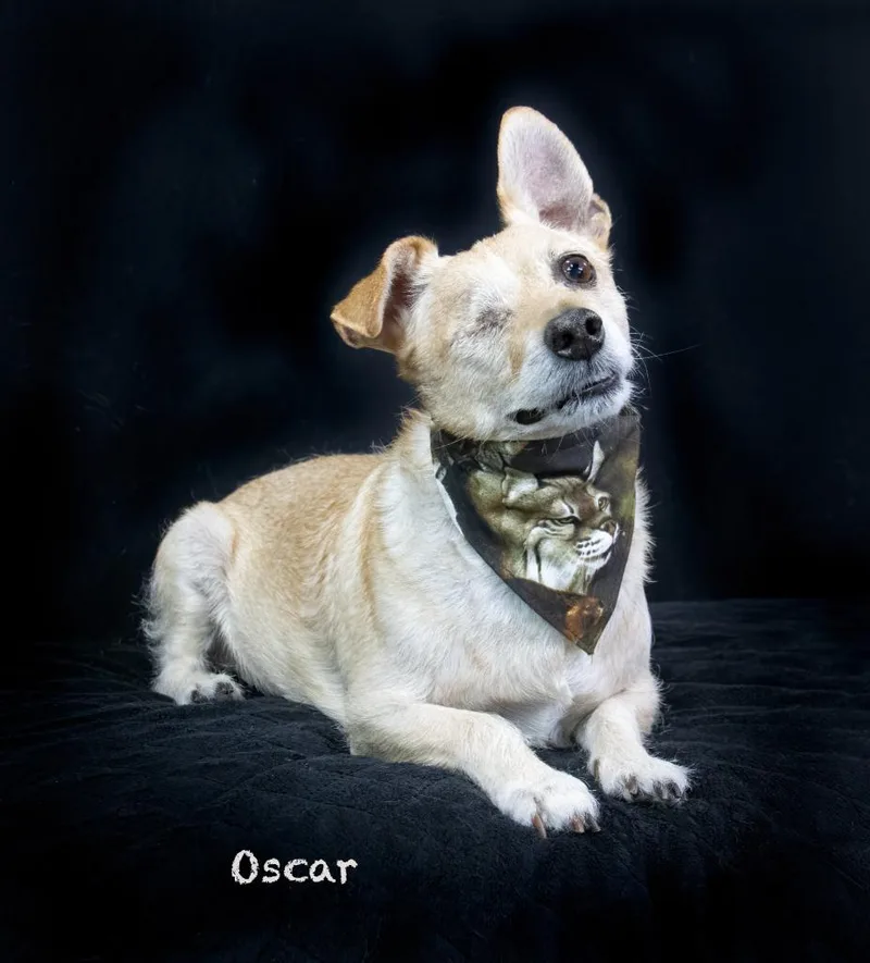 A senior small-sized male Terrier dog named Oscar for adoption in Hot Springs Village, AR
