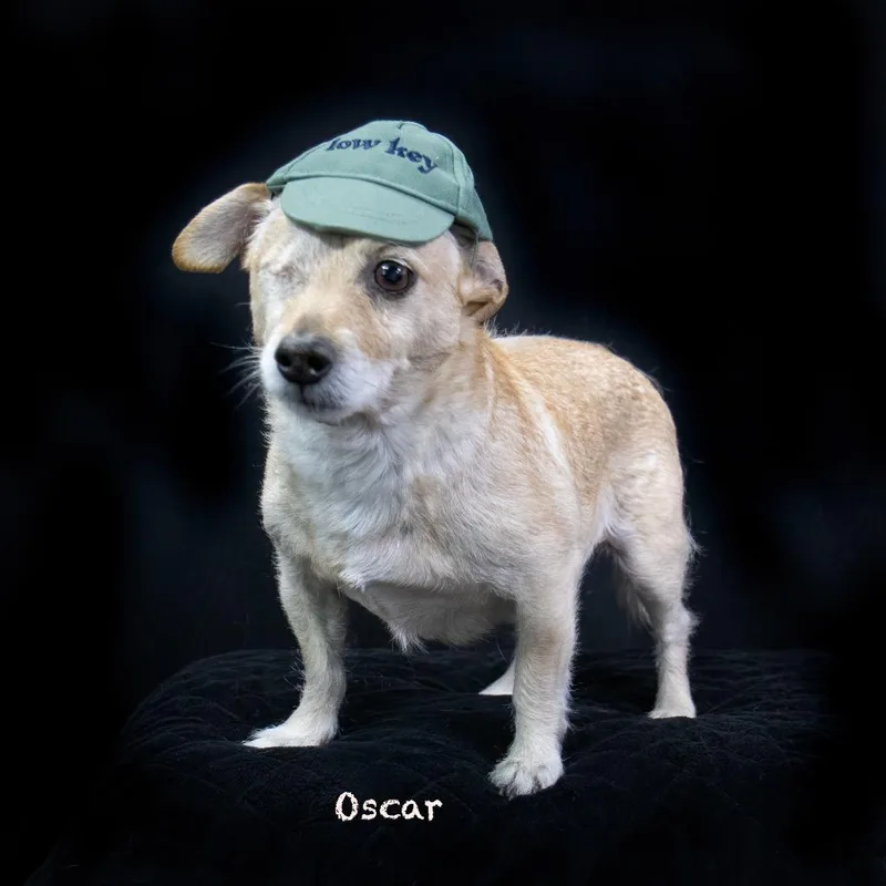 Oscar thumbnail 3