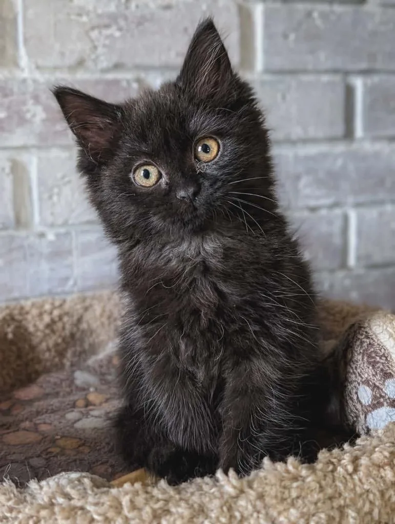A baby small-sized female Domestic Long Hair cat named Lil Felony Beans for adoption in Gorham, ME