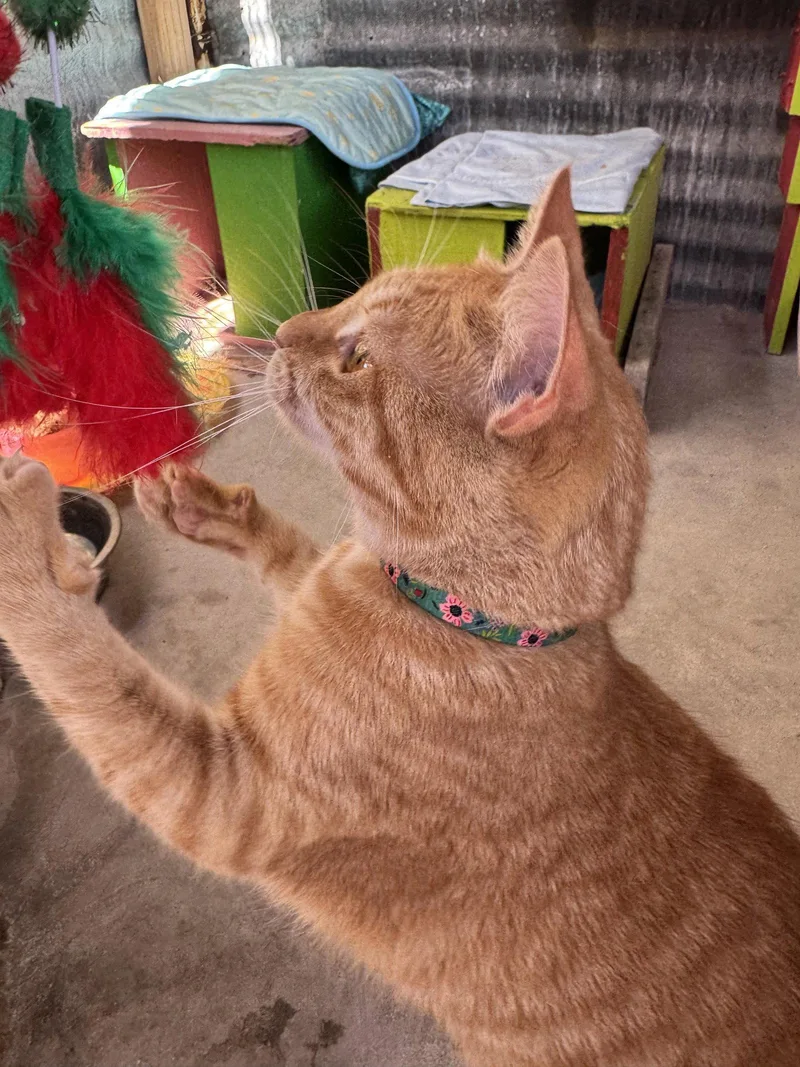 A young medium-sized female Orange & White Domestic Short Hair cat named Pumpkin for adoption in Williamsburg, NM